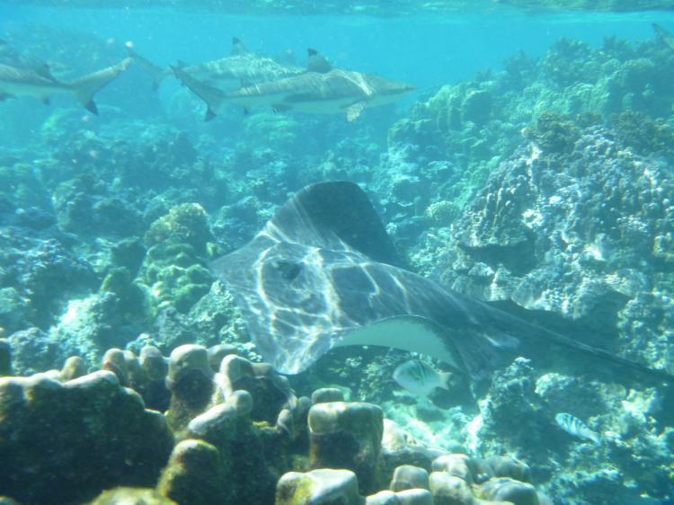 Green Lodge Moorea Temae Ngoại thất bức ảnh